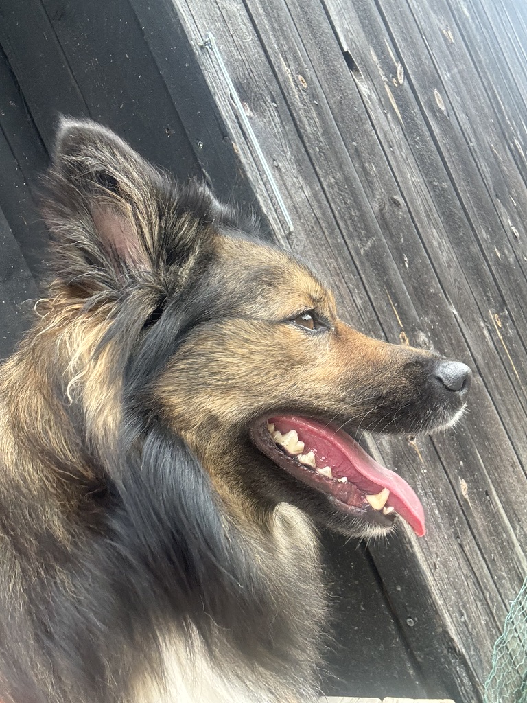 Hund i solen