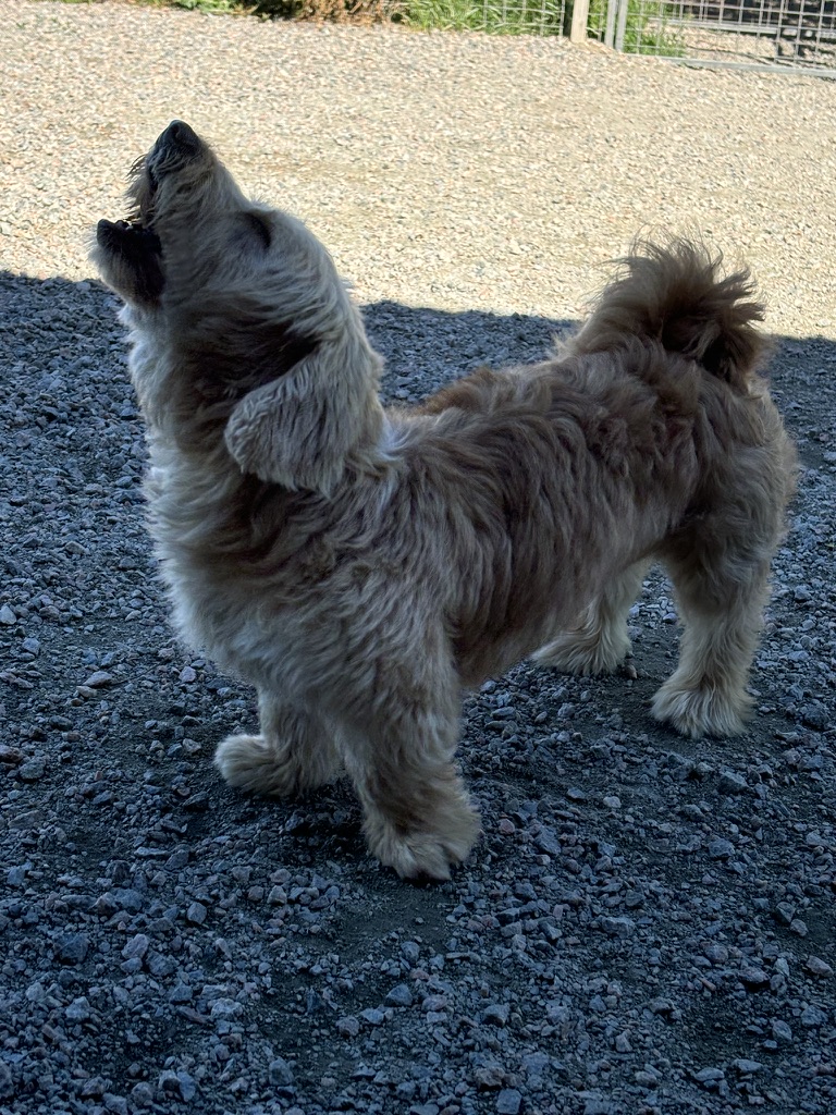 Hund som väntar på godis