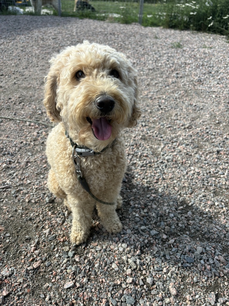 Labradoodle på gården