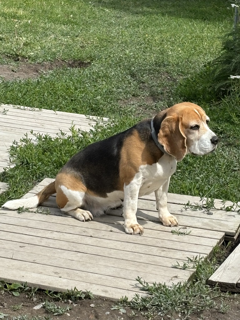 Beagle på altanen