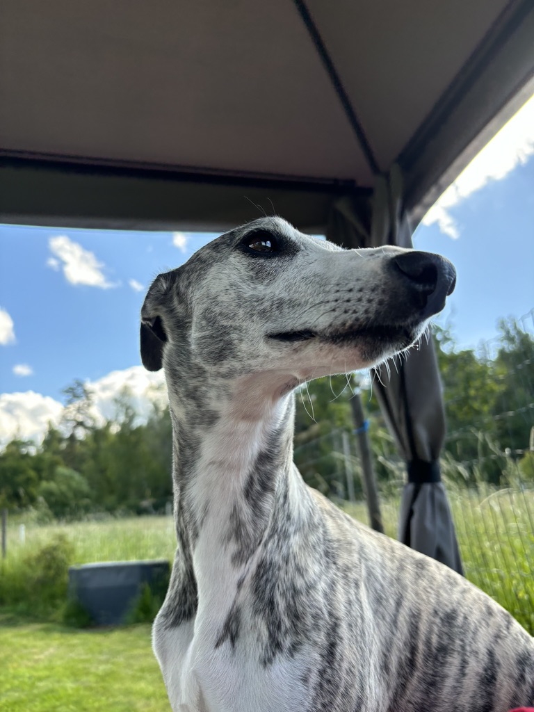 Whippet i hagen