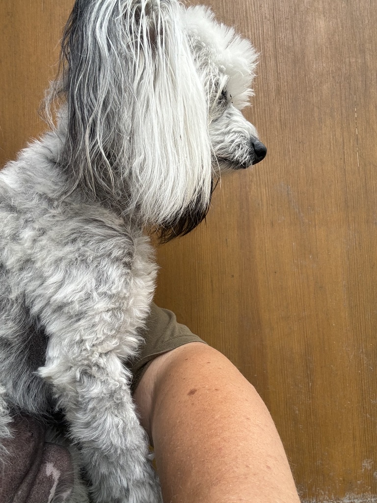 Nyklippt hund