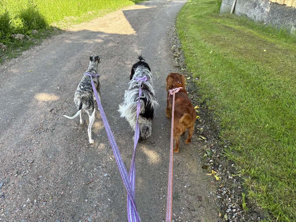Promenad på grusvägen