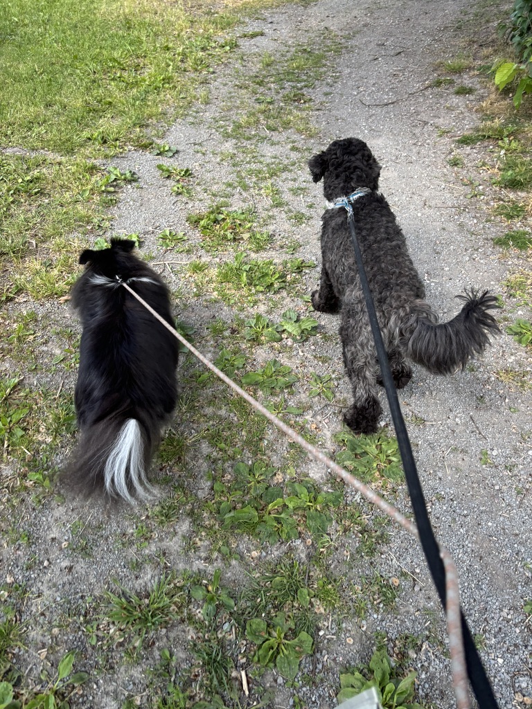 Promenad i skogen