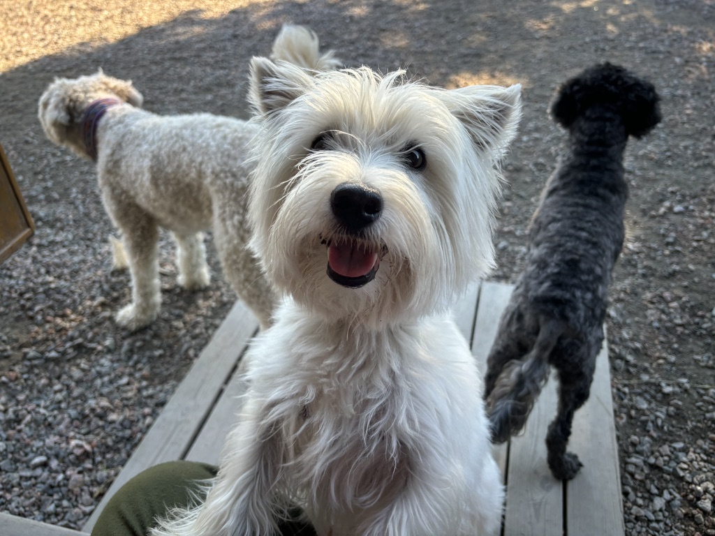 Westie med kompisar på dagis