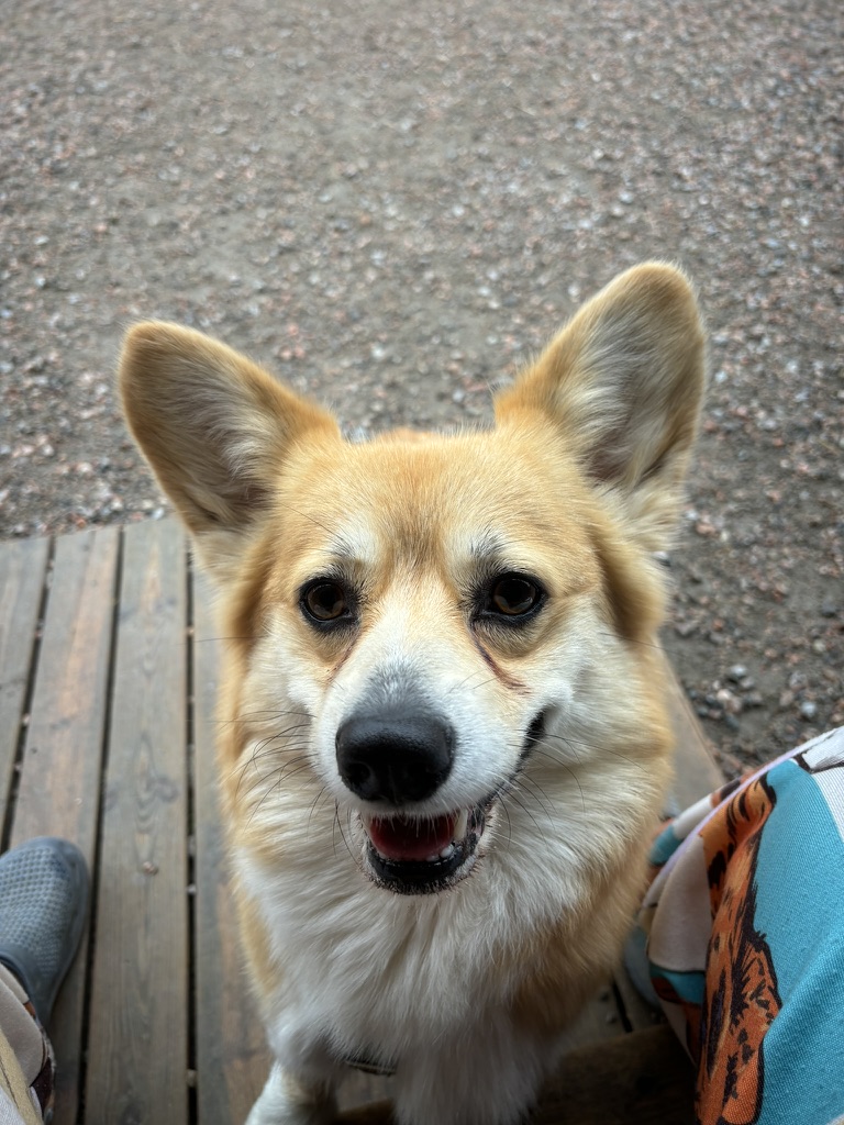 Hund på dagis